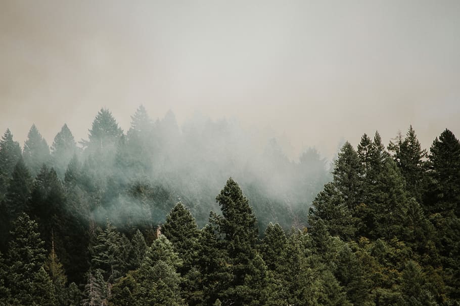 The Fight, green leafed trees, forest, fog, cloud, mist, blue HD wallpaper