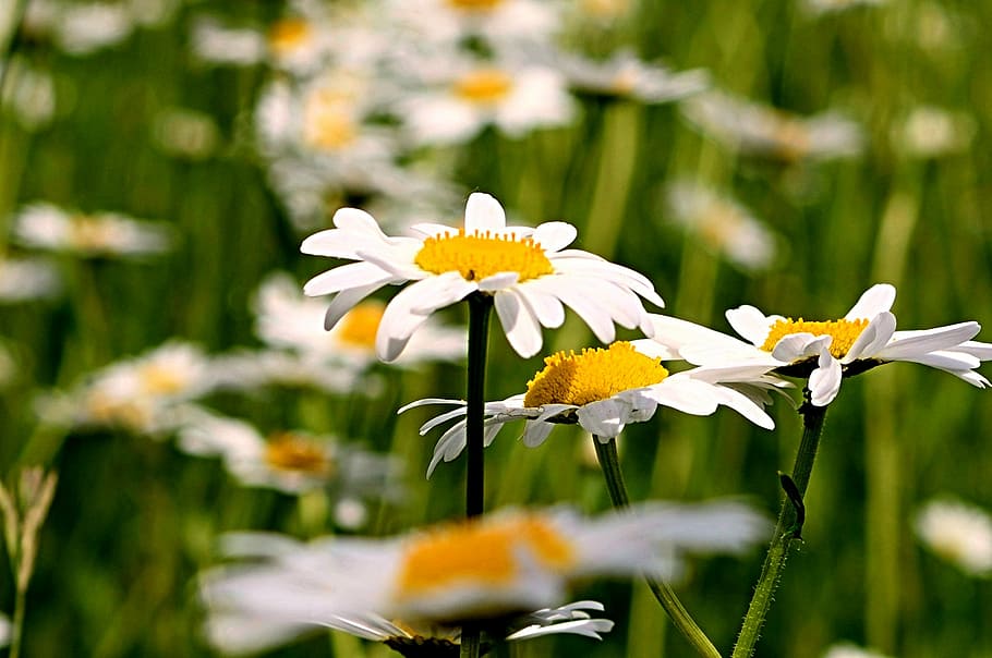 white petaled flower in focus photography, magaritte, field HD wallpaper