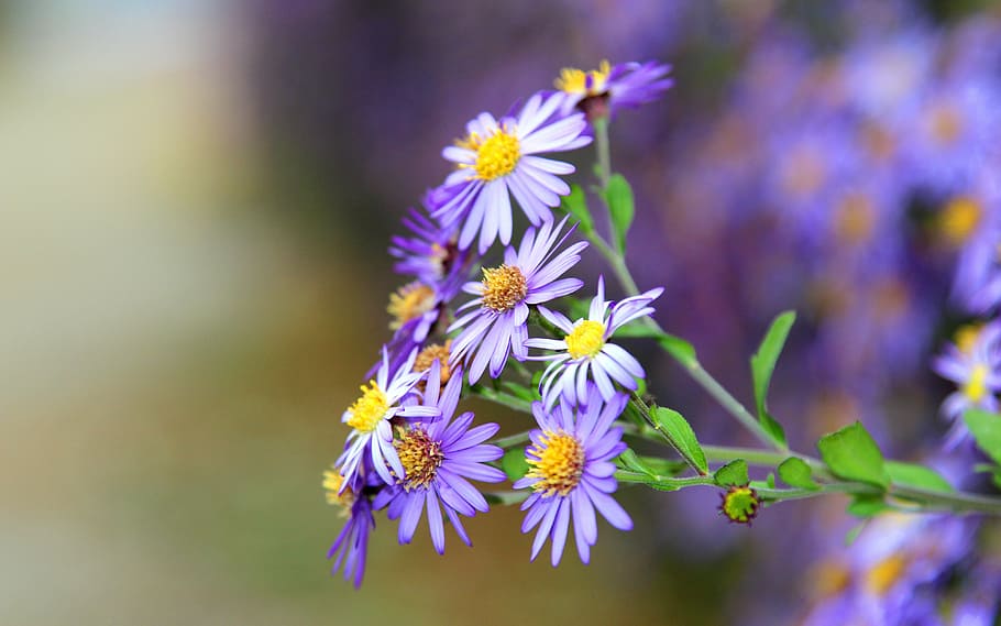flower, flowers, violet, purple, fragility, nature, plant, growth HD wallpaper