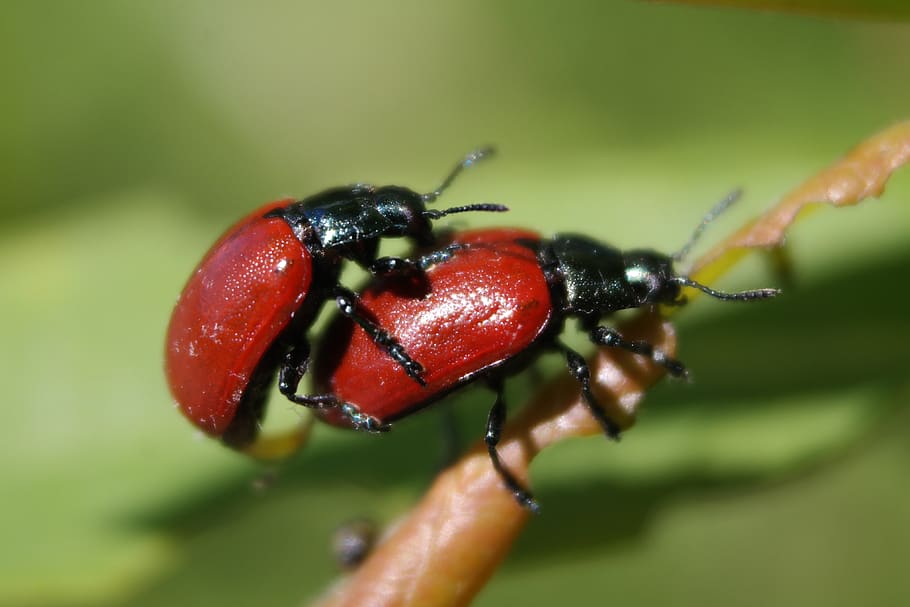 insect, no one, nature, invertebrate, animals in the wild, close-up HD wallpaper