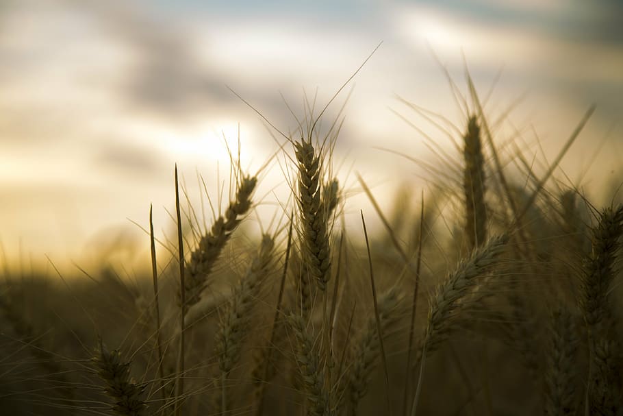 wheat, backlighting, silhouette, beautiful, nature, agriculture HD wallpaper
