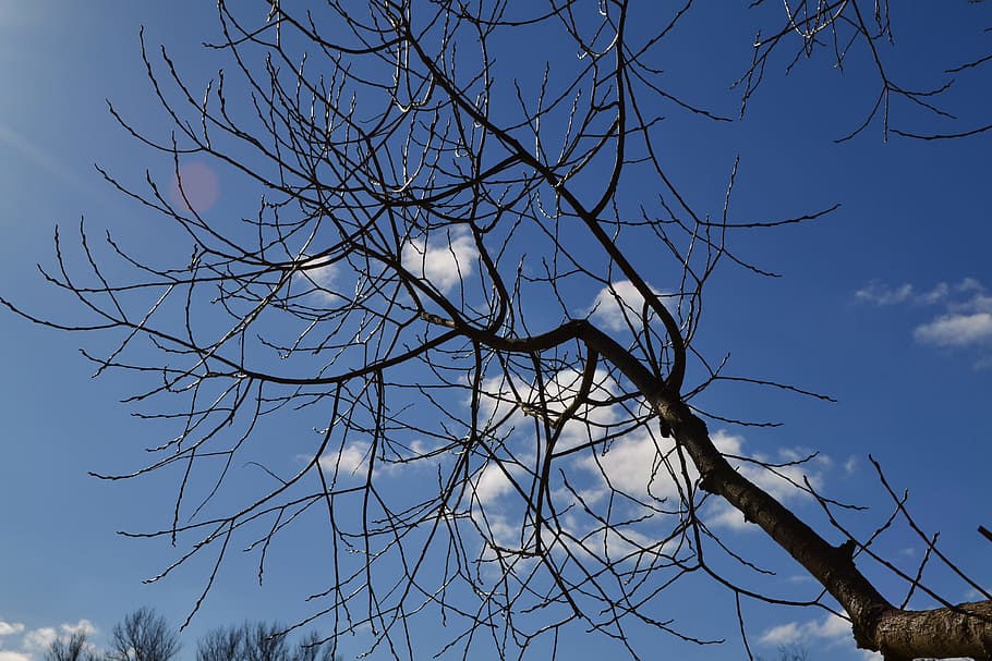 Branch, Branches, Twig, bare tree, sky, no people, day, outdoors HD wallpaper