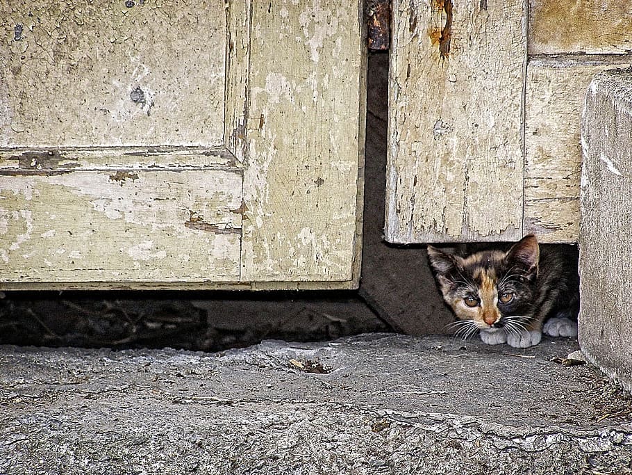Pet, Background, Wallpaper, Cat, Animal, door, kitten, the watcher HD wallpaper