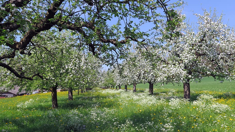 landscape photography of trees under blue calm sky, spring HD wallpaper