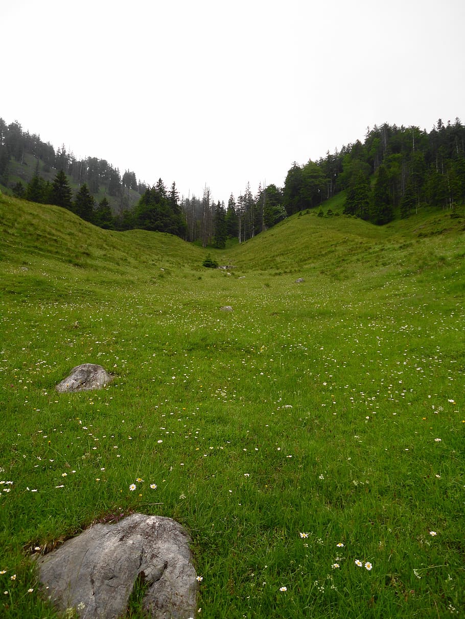 grassland, mountains, alpine, landscape, wilderness, scenery HD wallpaper