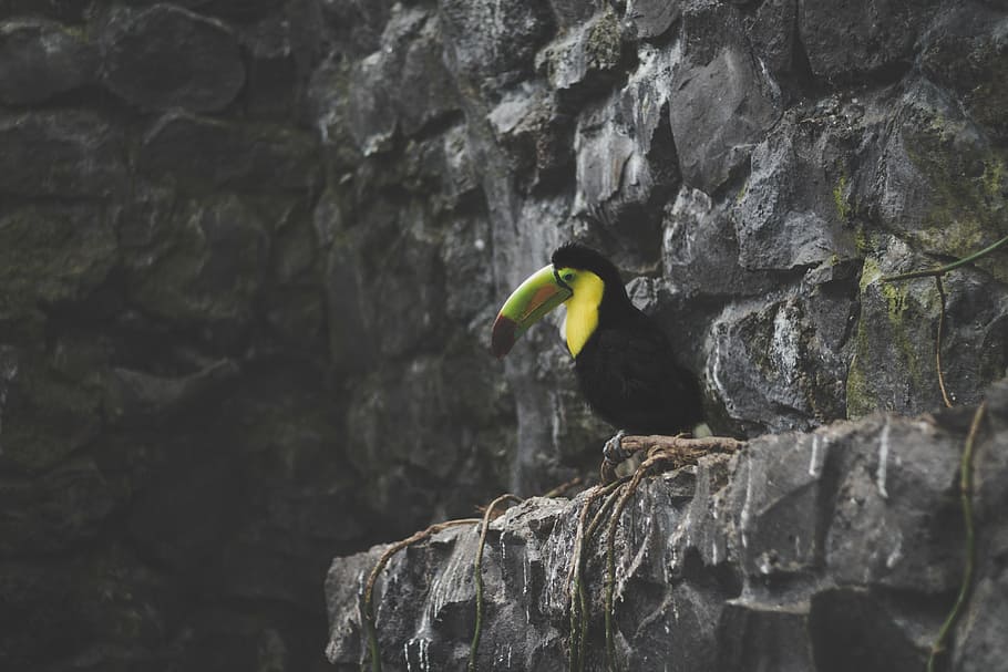 black, green, and yellow toucan perched on cliff, bird, beak