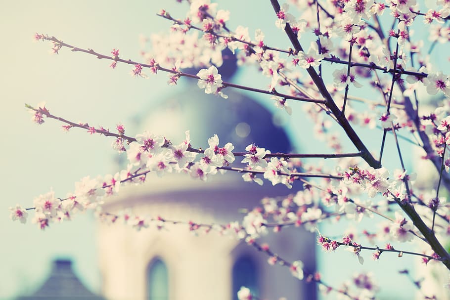 magnolia, tree, bush, spring, blossom, bloom, nature, pink HD wallpaper