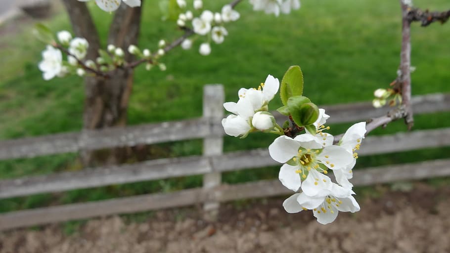 white flowers, tree, nature, flora, outdoors, season, branch HD wallpaper