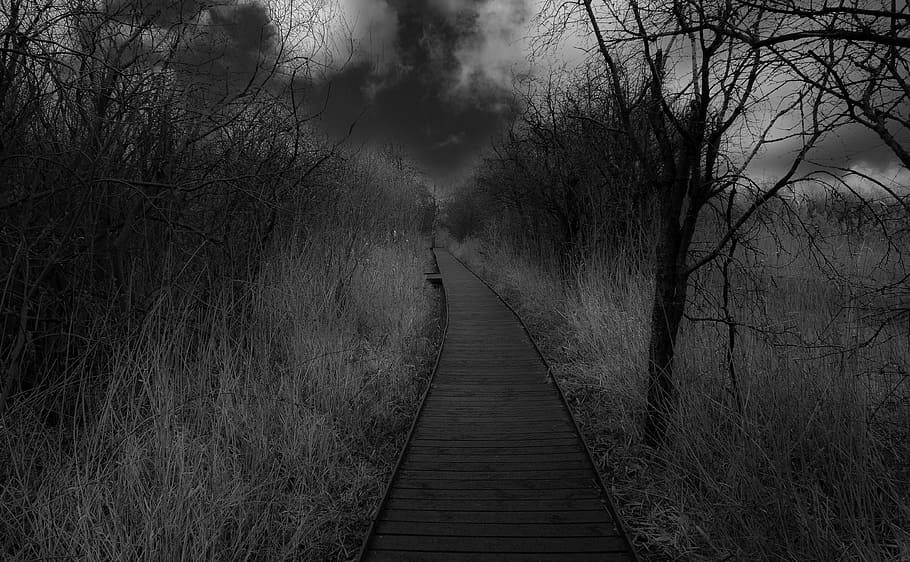 tree, mystery, panoramic, nature, fog, black and white, dark HD wallpaper