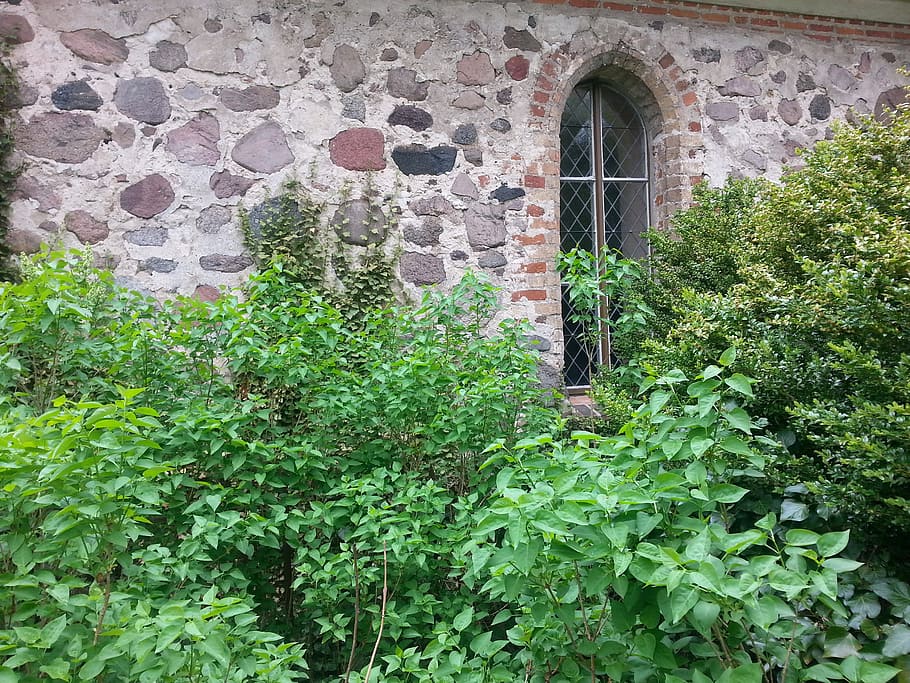 church, wall, architecture, window, built structure, growth HD wallpaper