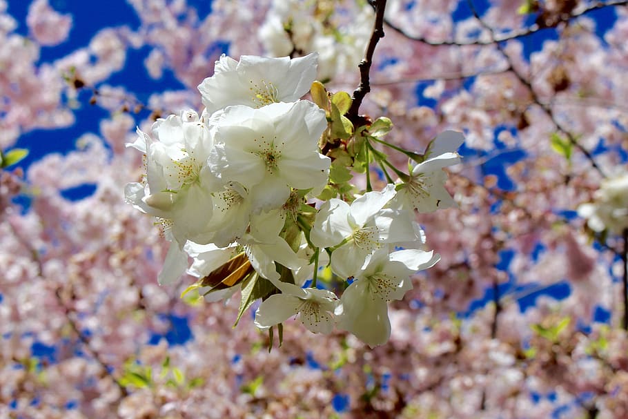 spring, cherry, blossom, flower, flowering plant, fragility HD wallpaper