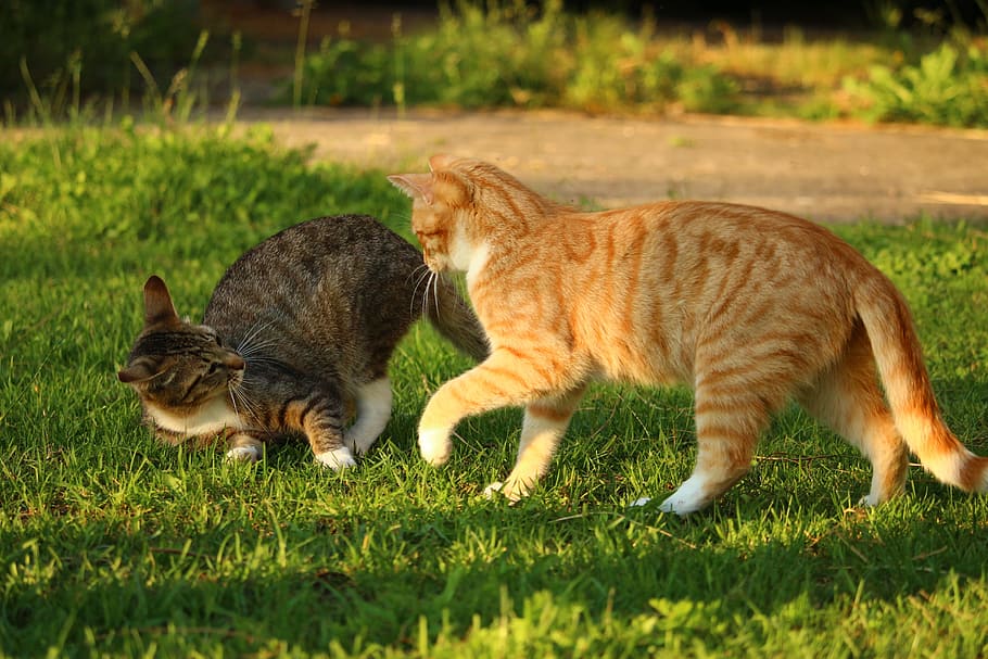 Kitten, Mackerel, Red Cat, mieze, summer, evening light, domestic Cat HD wallpaper
