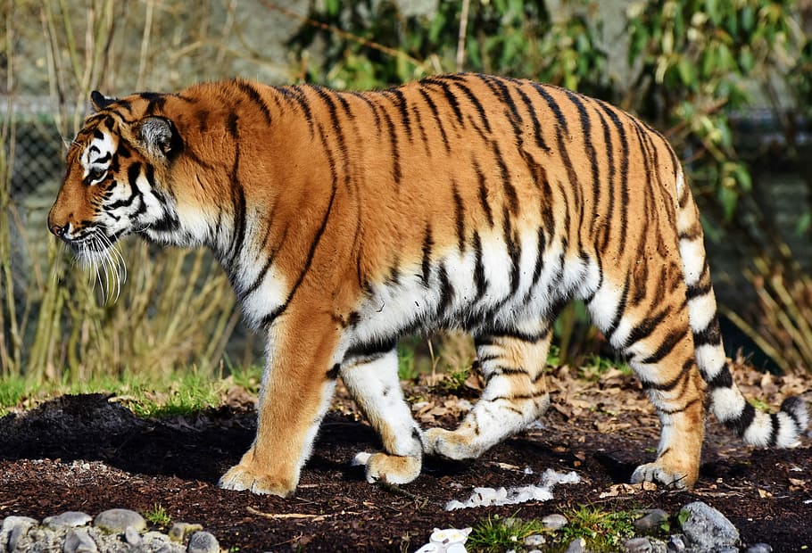 tiger standing on soil near grass, cat, predator, wildcat, big cat HD wallpaper