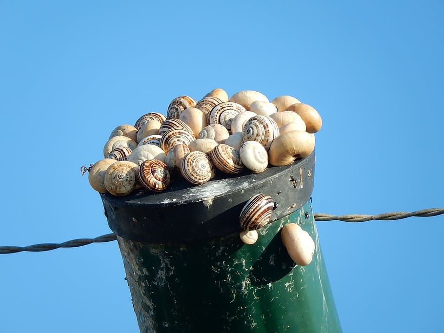 snails taking, the sun, post, nature, clear sky, no people HD wallpaper
