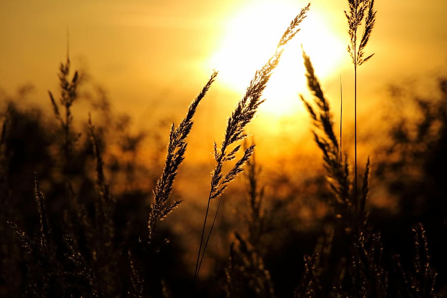 silhouette of grass, sun, sunset, black, glitter, twilight HD wallpaper