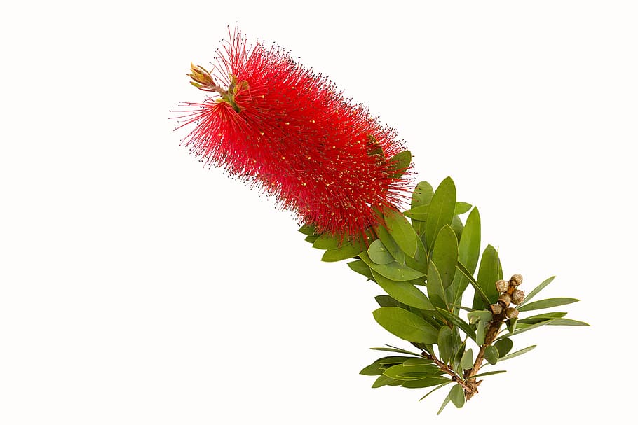 bottle, brush, flower, flora, color, closeup, leaf, decoration HD wallpaper