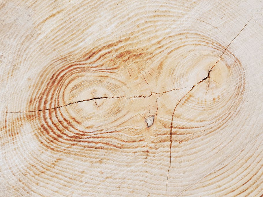 tree, trunk, plant, nature, wooden, wood - material, wood grain HD wallpaper