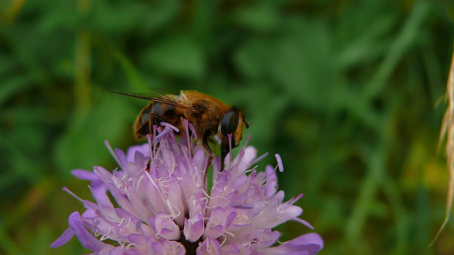 flower, bee, spring, pollen, bees, insects, garden, nectar HD wallpaper