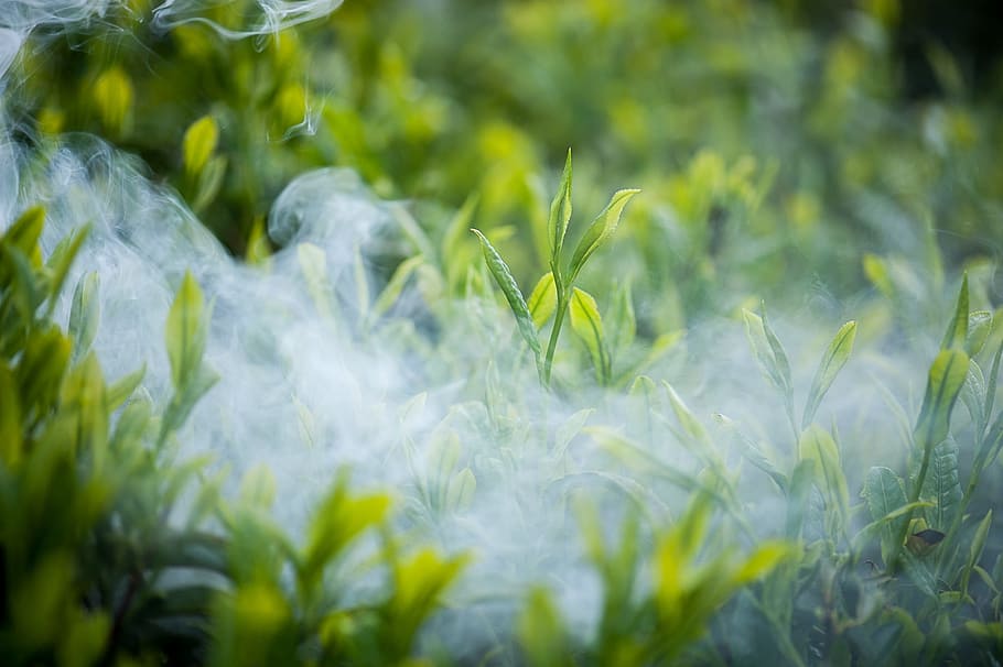 tea, green tea, plant, growth, green color, nature, beauty in nature HD wallpaper