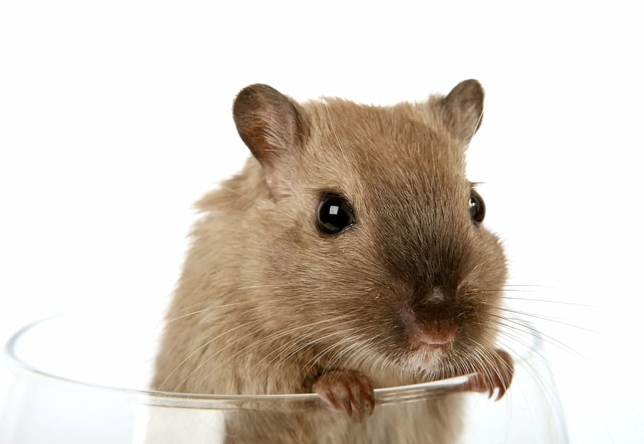 Glasses hamster pet animals 1080P, 2K, 4K, 5K HD wallpapers free download |  Wallpaper Flare