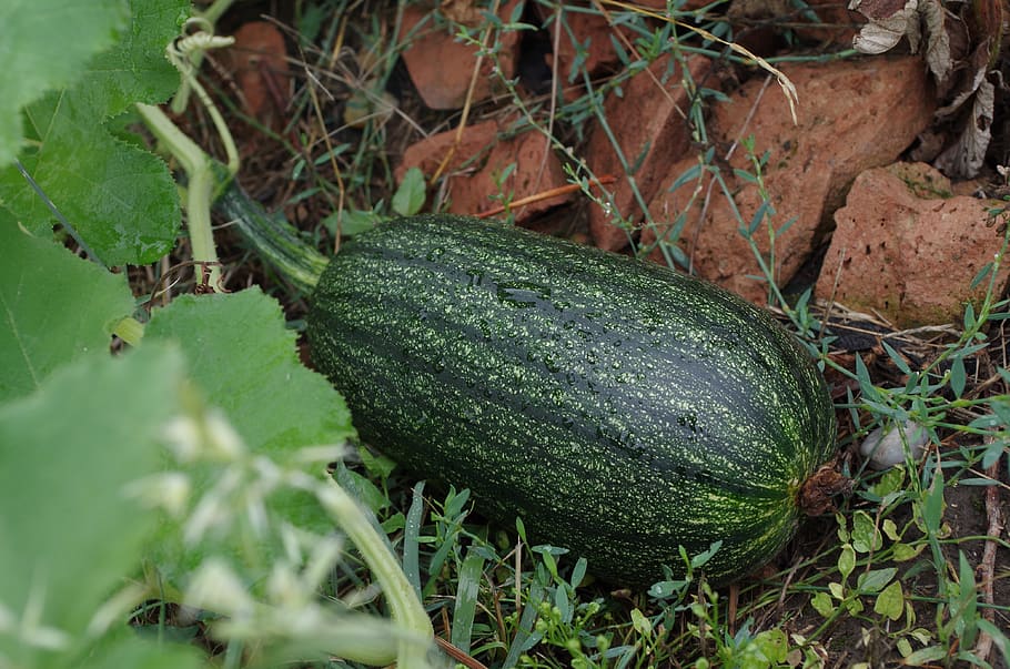 pumpkin, vegetables, green, green color, food and drink, plant HD wallpaper