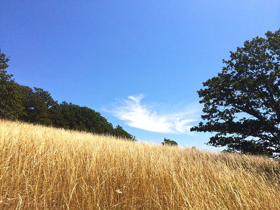 meadow, field, cloud, grass, tree, low, blue, sky, landscape HD wallpaper