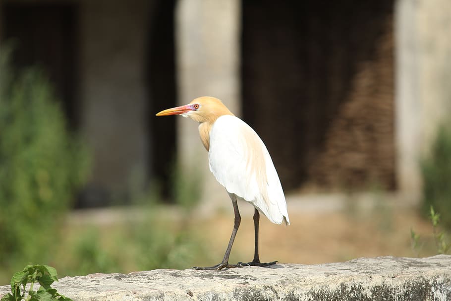 bird, wildlife, sitting, one animal, animals in the wild, animal themes HD wallpaper