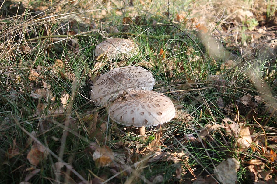 polyana, mushrooms, kite, forest, nature, autumn, the collection of HD wallpaper