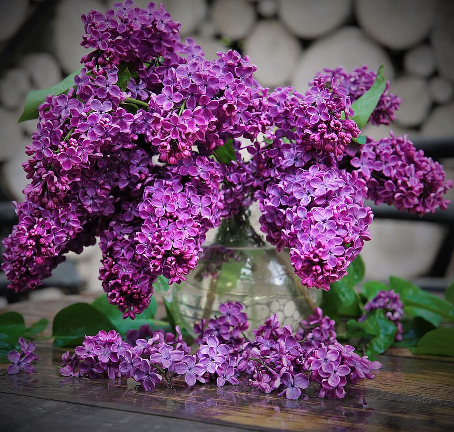 purple lilac flowers in vase on table, bloom, spring, plant HD wallpaper