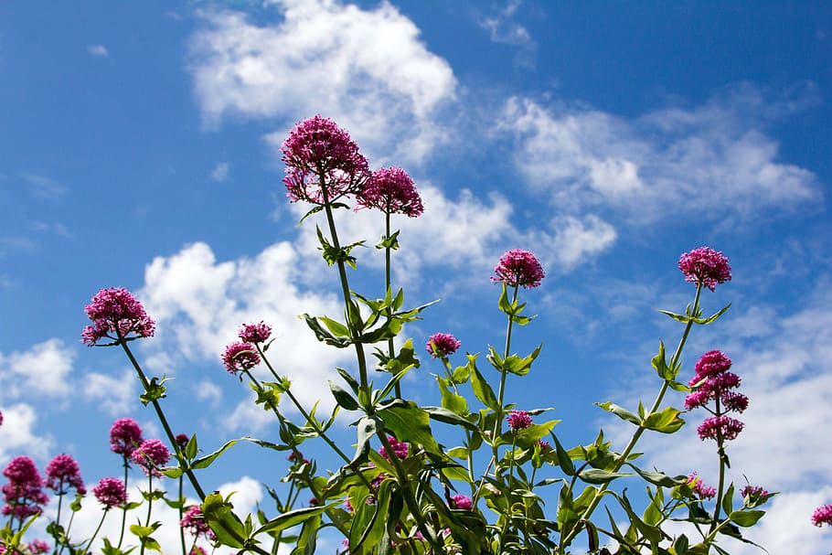 Flowers, Clouds, Nature, Spring, sky, summer, green, plant HD wallpaper