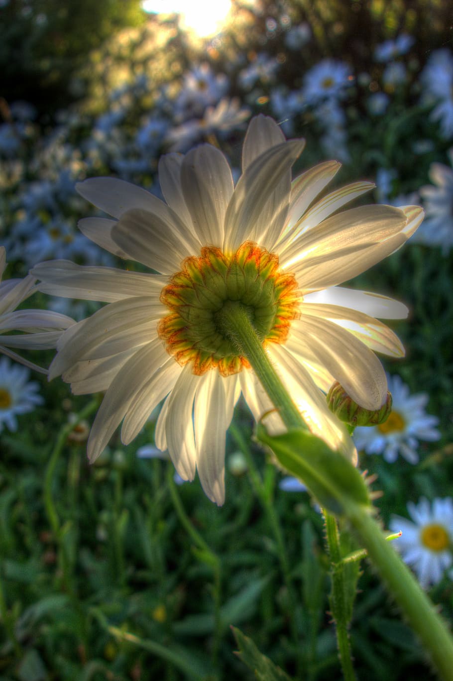 daisy, flower, garden, bloom, blossom, backlit, gardening, summer HD wallpaper