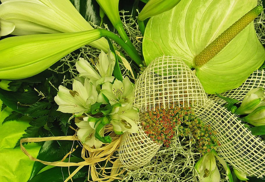 anthurium, green anthurie, flamingo flower, large flamingoblume