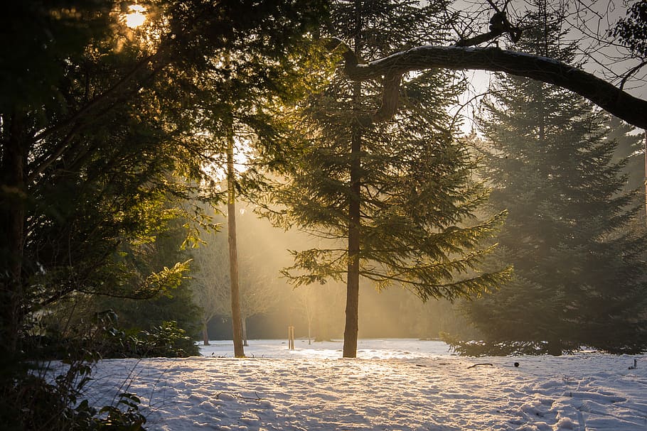 trees covered with snow with sun rays, forest, glade, fog, haze HD wallpaper