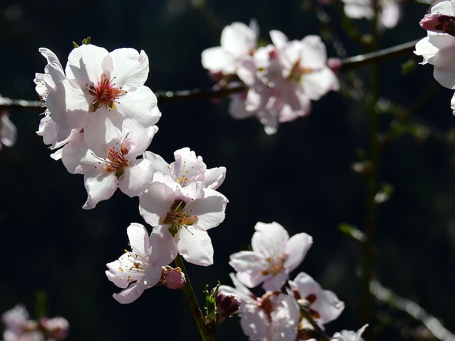 almond blossom, macro, spring, flower, flowering plant, fragility HD wallpaper