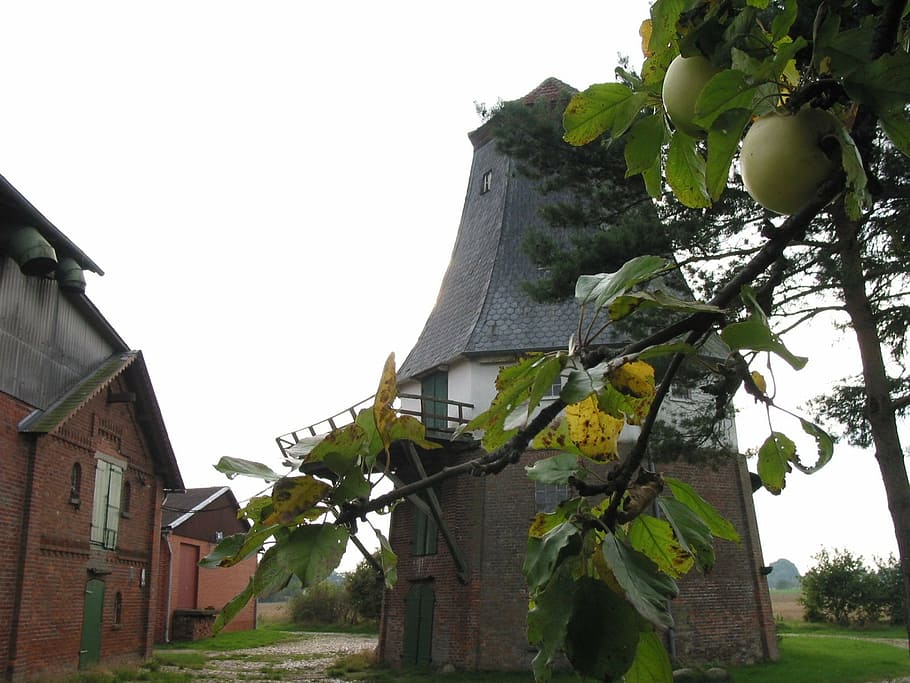 mill, windmill, autumn, apple, architecture, old, history, plant HD wallpaper
