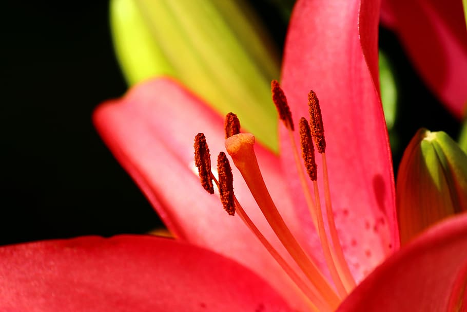 Lily, Konya, red, flower, growth, petal, close-up, human body part HD wallpaper