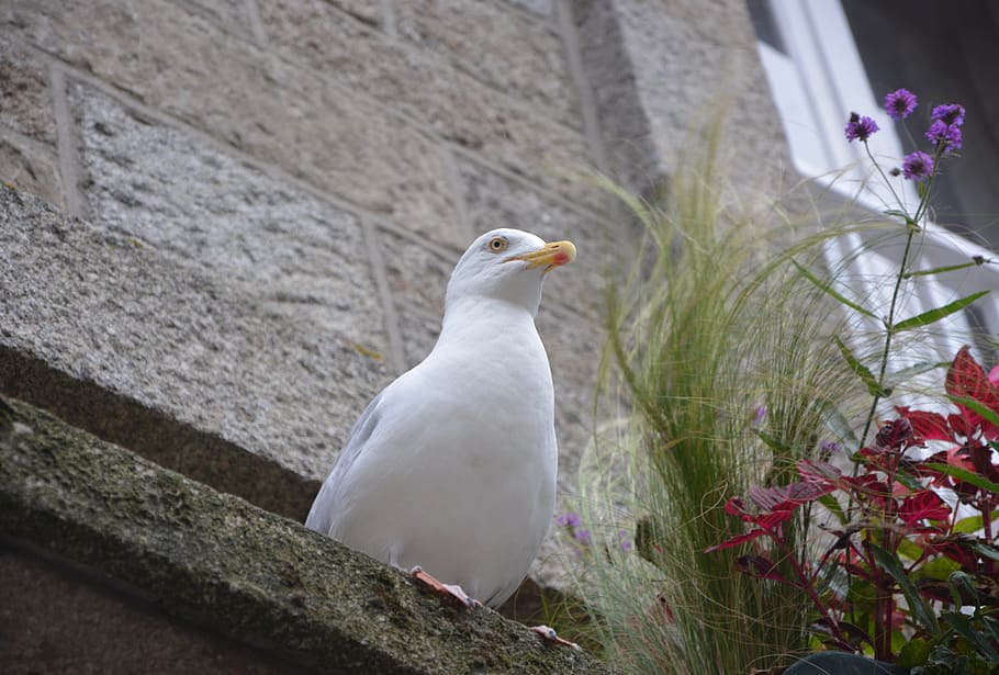gull, seabird, nature, animal, fauna, wild, feathers, animals HD wallpaper