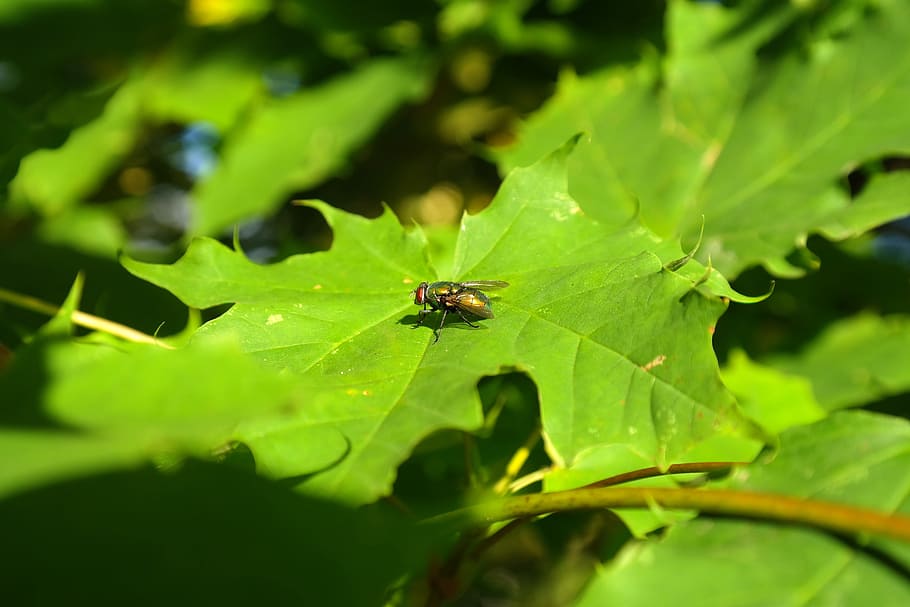 Fly, Insect, Leaves, Tree, goldfliege, maple, lucilia sericata, HD wallpaper