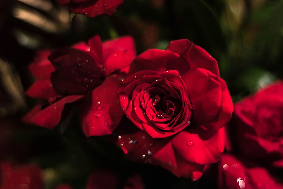 rose, red rose, flower, flowering plant, petal, vulnerability HD wallpaper