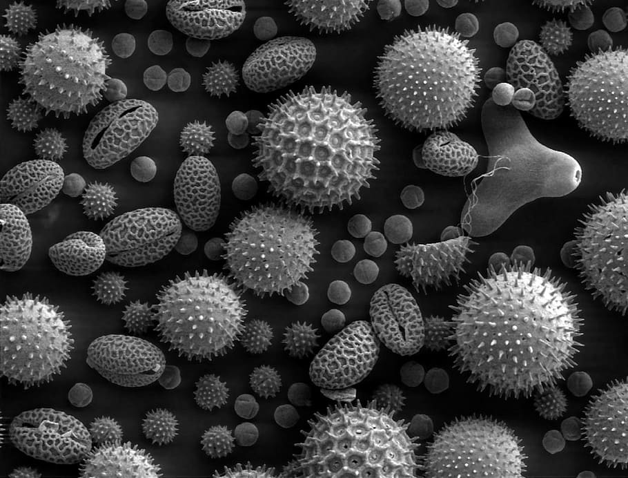 grayscale photography of corals, pollen, microscope, electron microscope
