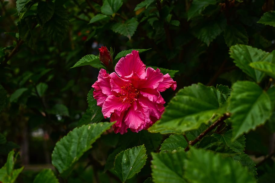 nature, leaf, plant, flower, beauty in nature, vulnerability HD wallpaper