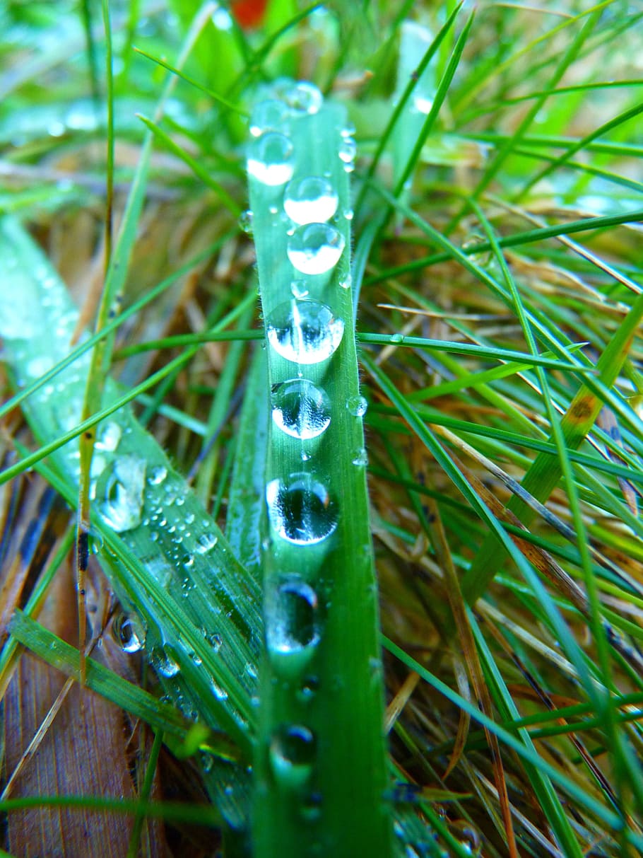 Blade Of Grass, Drop Of Water, Drip, meadow, wet, rain, run off, HD wallpaper