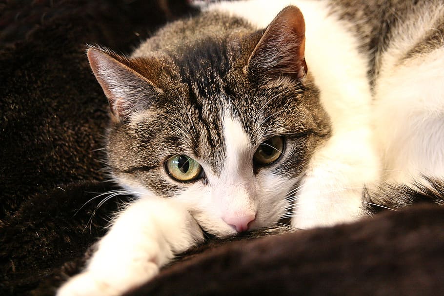 cat, concerns, pet, watch, white, mackerel, mammal, domestic HD wallpaper