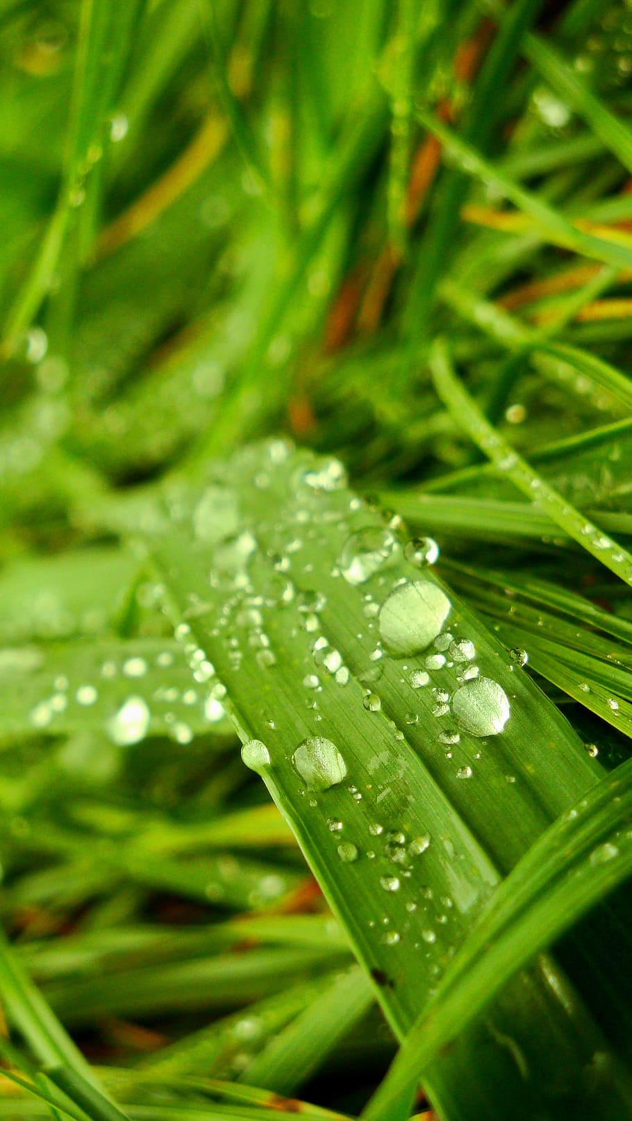 sheet, drop, nature, green, detail, macro, water, green color HD wallpaper