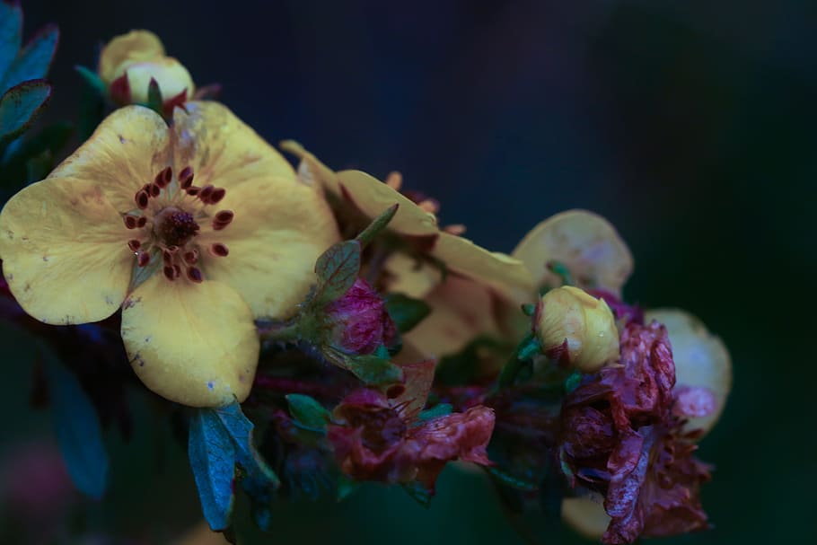 flower, yellow, nature, flowering plant, freshness, close-up HD wallpaper