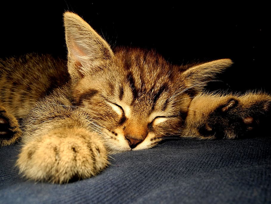 closeup photo of brown tabby cat sleeping on black surface HD wallpaper
