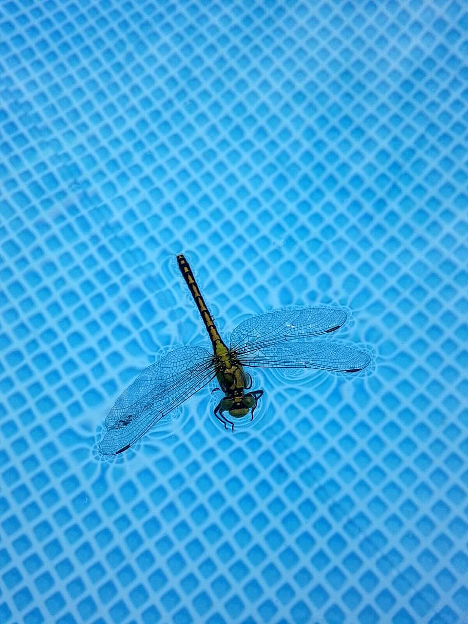 dragonfly, insect, dragonflies, wild, entomology, summer, blue HD wallpaper