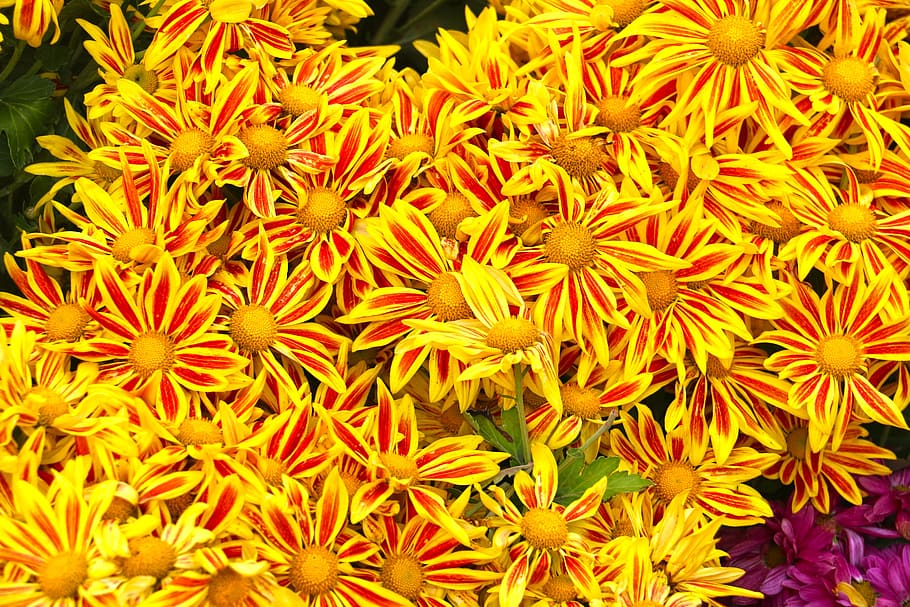 Wallpaper, Golden Yellow, Sunflower, nature, plant, petal, flower Head HD wallpaper