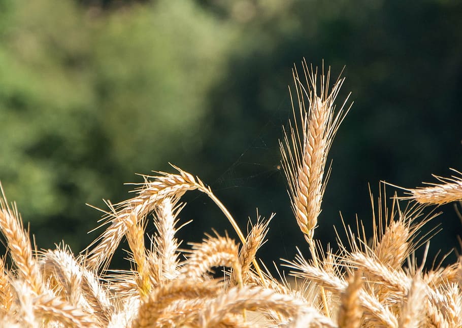 epi, summer, wheat, wheat fields, landscape, cultures, ear of corn HD wallpaper