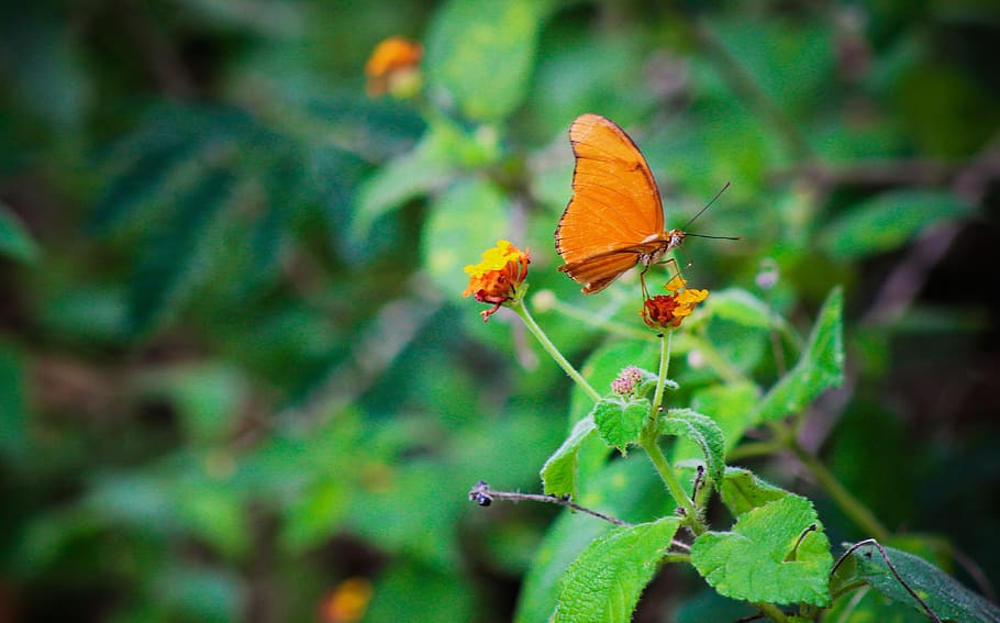 Butterfly, Insect, Nature, Animal, wing, spring, colorful, natural HD wallpaper